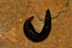 Platydemus victoriae