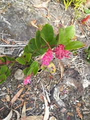 Gaultheria sclerophylla