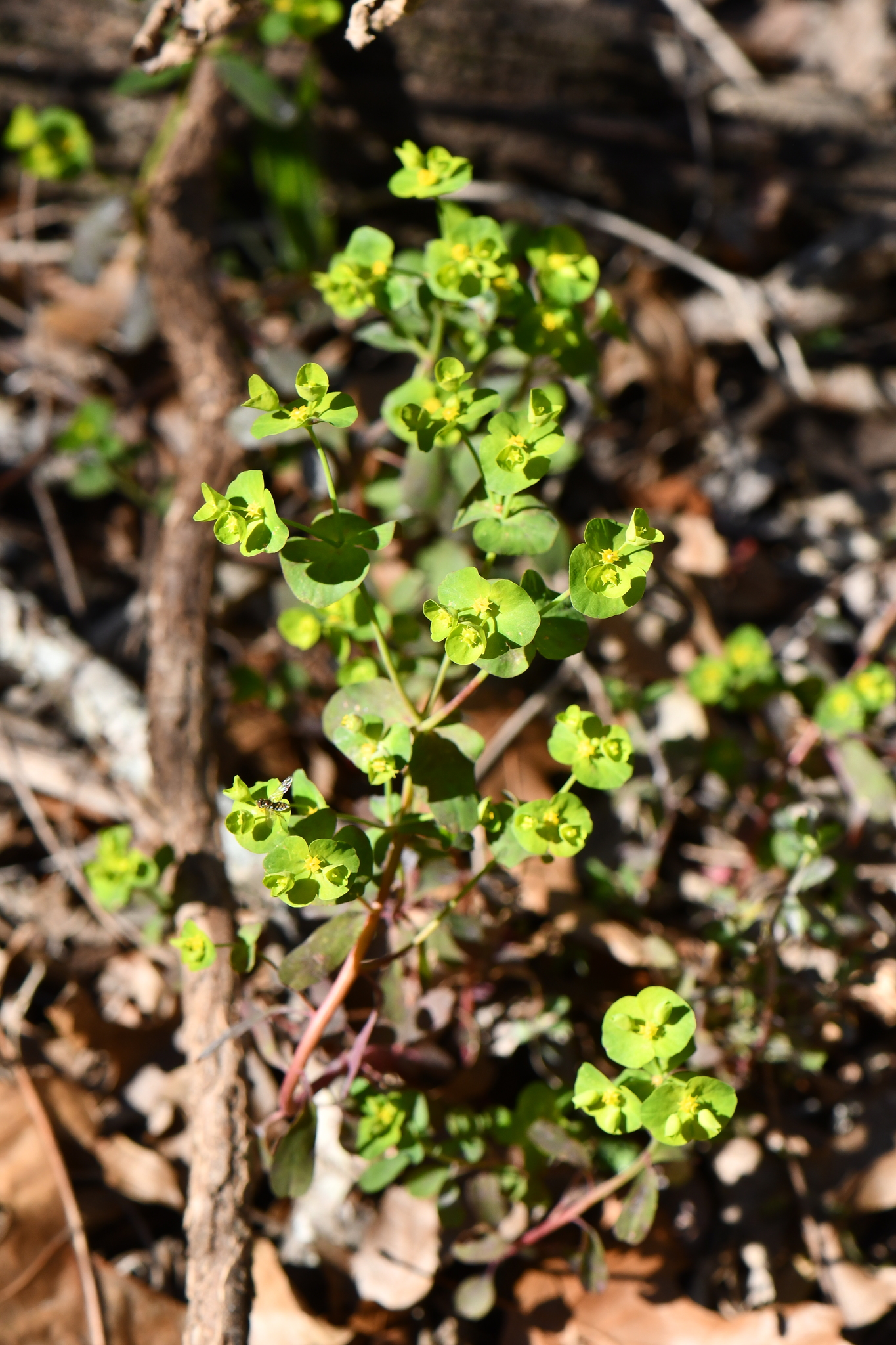 Euphorbia roemeriana