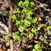 Euphorbia roemeriana - Photo (c) Curren Frasch,  זכויות יוצרים חלקיות (CC BY-NC), הועלה על ידי Curren Frasch