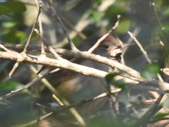 Troglodytes hiemalis
