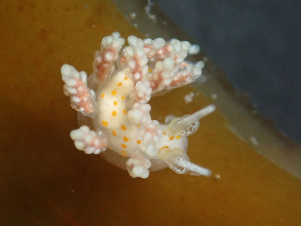 Dendronotina