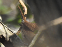 Troglodytes hiemalis