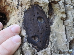 Biscogniauxia atropunctata