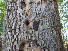 Biscogniauxia atropunctata