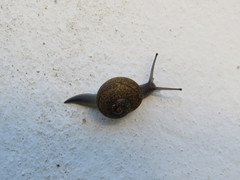 Zachrysia provisoria