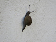 Zachrysia provisoria