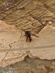 Paralastor