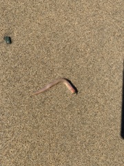 Ophidion scrippsae
