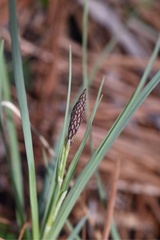 Carex meadii