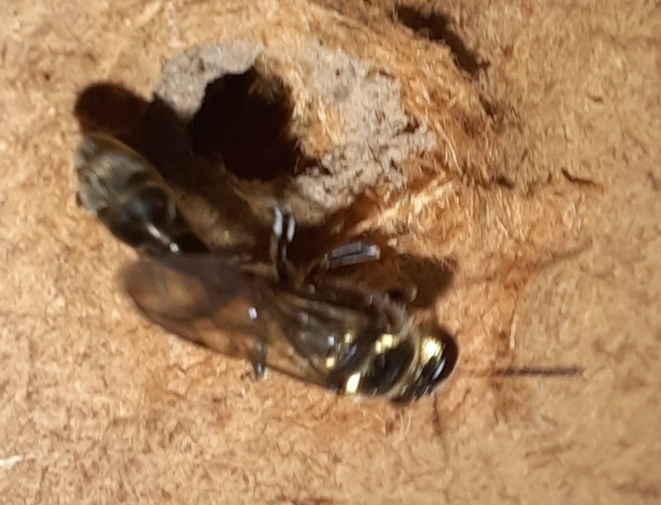 Trypoxylon aurifrons