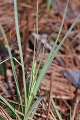 Carex meadii