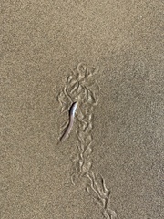 Ophidion scrippsae