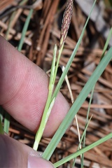 Carex meadii