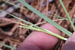 Carex meadii