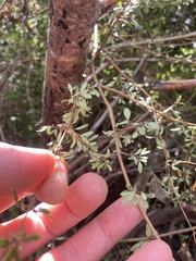 Coprosma propinqua
