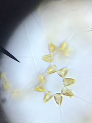 Asterionellopsis
