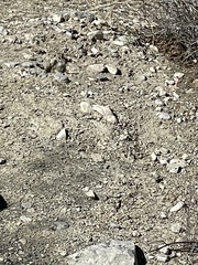 Xerospermophilus tereticaudus