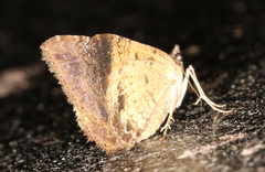 Chrysolarentia heteroleuca