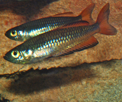 Rhadinocentrus ornatus