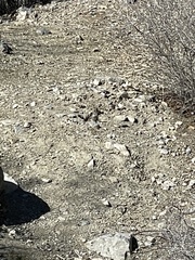 Xerospermophilus tereticaudus