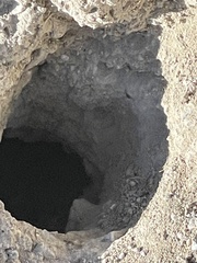 Xerospermophilus tereticaudus