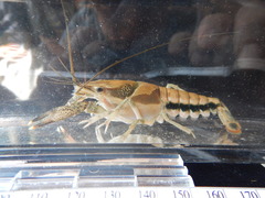 Procambarus dupratzii
