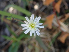 Rafinesquia californica