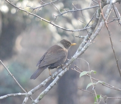 Turdus albocinctus