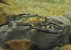 Rhadinocentrus ornatus