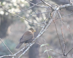 Turdus albocinctus