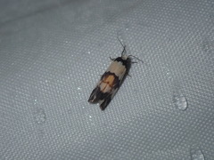 Philenora irregularis