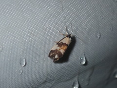 Philenora irregularis