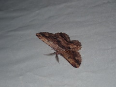 Scioglyptis lyciaria