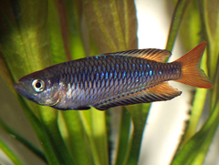 Rhadinocentrus ornatus