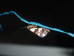 Philenora irregularis