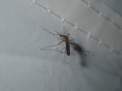 Aedes rubrithorax