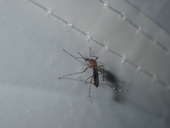 Aedes rubrithorax