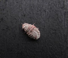 Coelostomidia zealandica