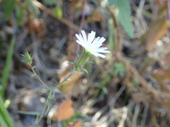 Rafinesquia californica
