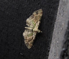 Chloroclystis sphragitis