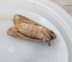 Ichneutica mollis