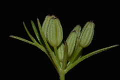 Ammoselinum popei