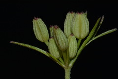 Ammoselinum popei