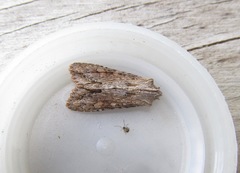 Ichneutica mollis