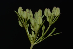 Ammoselinum popei