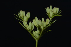 Ammoselinum popei