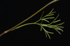Ammoselinum popei
