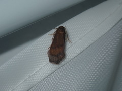 Lambula obliquilinea