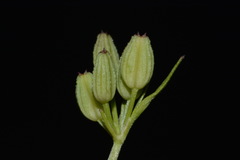 Ammoselinum popei